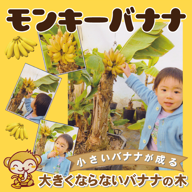 楽天市場】バナナ 苗 【矮性バナナ ドワーフ モンキーバナナ】 1年生 