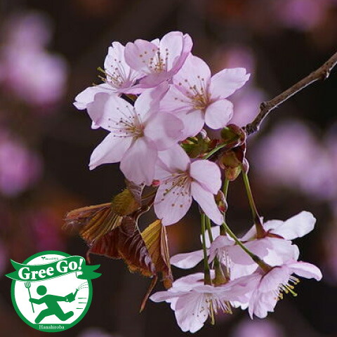 楽天市場】◇送料無料◇ 桜 苗木 【雨情しだれ桜】 1年生 接ぎ木