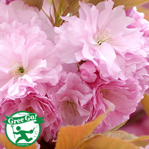 楽天市場】桜 苗木 冬に咲く桜【 八重桜 大阪冬桜 （おおさかふゆざく