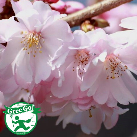 楽天市場】[楽天市場店限定価格] ◇グリGO!ガーデニング応援祭◇ 桜