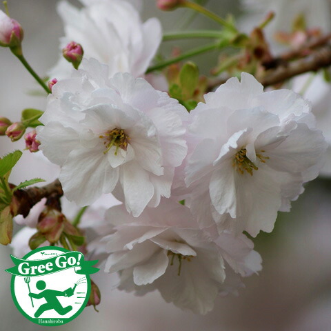 期間限定キャンペーン 楽天市場】◇送料無料◇ 桜 苗木 【一葉桜 （いちようざくら ストラクチャー