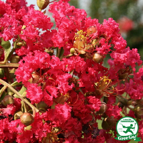 楽天市場】◇送料無料◇ サルスベリ 苗 【サルスベリ （紫）】 5号