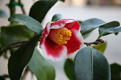 楽天市場】2026年開花の玉の浦椿 挿し木 【庭木】 【ツバキ】【椿】 椿