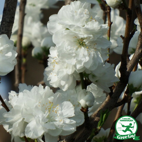 楽天市場 花桃 苗 矢口 ピンク花 約0 9ｍ 1年生 接ぎ木苗 ハナモモ 苗木 庭木 落葉樹 シンボルツリー 苗木の専門店 グリーンでｇｏ