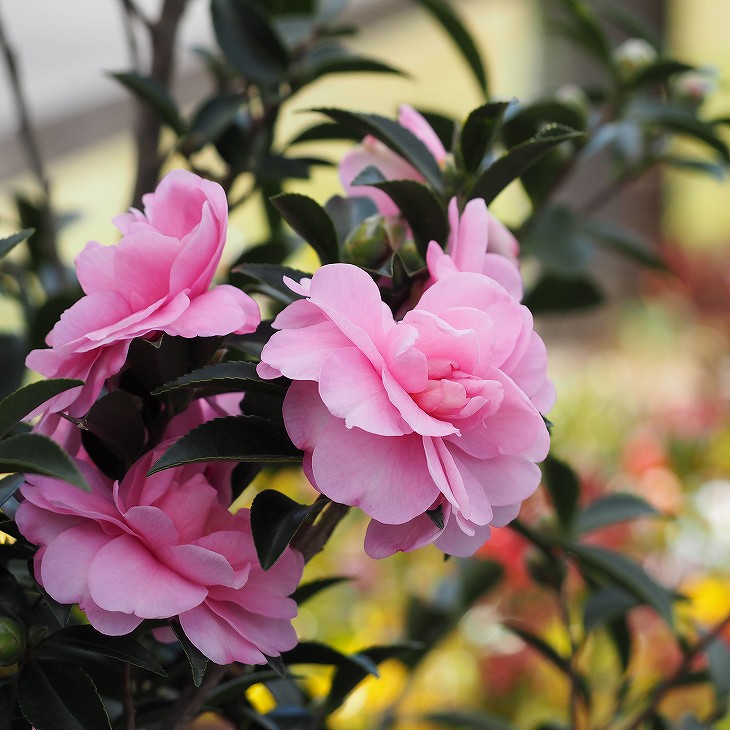 楽天市場 サザンカ 苗 新 乙女サザンカ しんおとめさざんか 約0 7m 根巻き苗 山茶花 苗木 植木 花木 庭木 生垣 目隠し 常緑樹 高木 苗木の専門店 グリーンでｇｏ