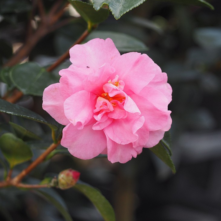 楽天市場】サザンカ 苗 【祖父江サザンカ （そぶえさざんか）】 約0.7m