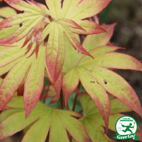 楽天市場 もみじ 苗木 五月紅 さつきべに 約1 0m 根巻き苗 カエデ 楓 苗 販売 植木 庭木 シンボルツリー 紅葉 盆栽 雑木 落葉樹 高木 苗木の専門店 グリーンでｇｏ