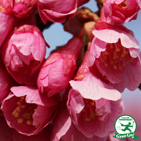 楽天市場 桜 苗木 寒緋桜 かんひざくら 1年生 接ぎ木苗 桜の木 桜の苗木 植木 花木 庭木 シンボルツリー 記念樹 落葉樹 高木 苗木の専門店 グリーンでｇｏ