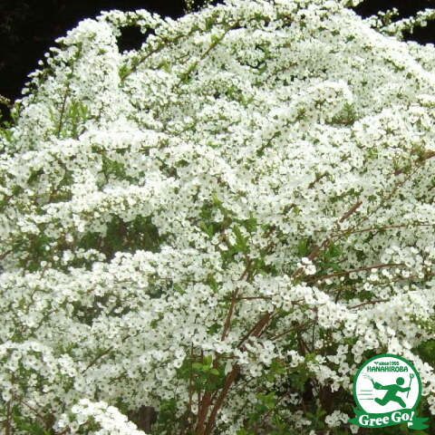 楽天市場 ユキヤナギ 苗 ユキヤナギ 白花 5号ポット苗 雪柳 苗木 植木 花木 庭木 グランドカバー 落葉樹 低木 苗木の専門店 グリーンでｇｏ