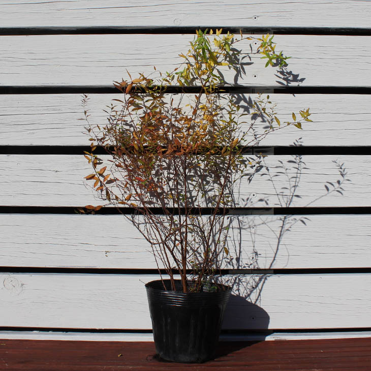 楽天市場 ユキヤナギ 苗 ユキヤナギ 白花 5号ポット苗 雪柳 苗木 植木 花木 庭木 グランドカバー 落葉樹 低木 苗木の専門店 グリーンでｇｏ