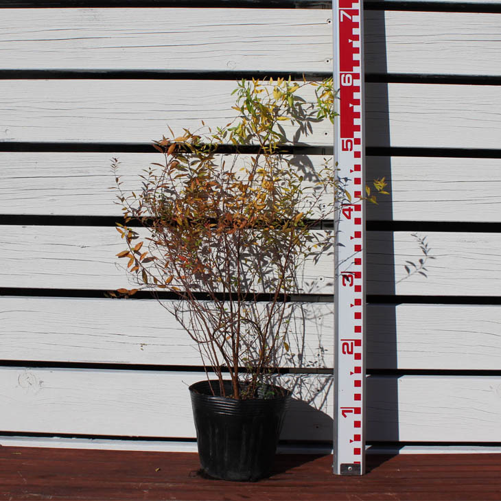 楽天市場 ユキヤナギ 苗 ユキヤナギ 白花 5号ポット苗 雪柳 苗木 植木 花木 庭木 グランドカバー 落葉樹 低木 苗木の専門店 グリーンでｇｏ