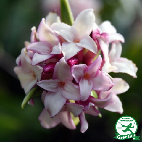 楽天市場】オオヤマレンゲ 苗 【横咲き オオヤマレンゲ】 ポット苗