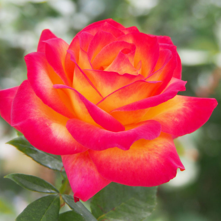 楽天市場】バラ 苗 京成 【ディジリー （HT） ［登録品種］ 大輪