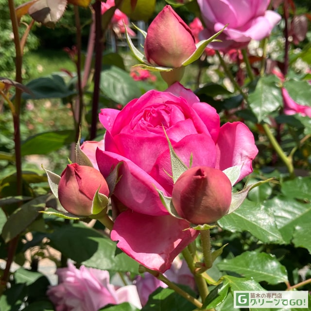 楽天市場】バラ 苗 京成 【王妃アントワネット (HT) 大輪