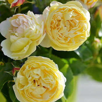 バラ 苗 デルバール シャトー ドゥ シュベルニー Fl 中輪 四季咲き 3年生 接ぎ木 長尺苗 薔薇 デルパール フレンチローズ Bouncesociety Com