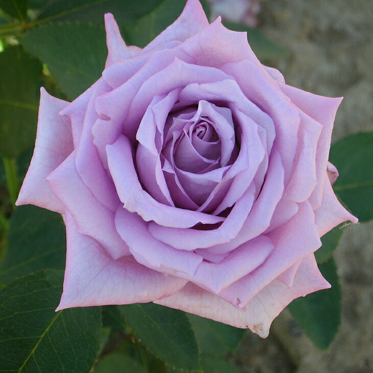 楽天市場】バラ 苗 京成 【ディジリー （HT） ［登録品種］ 大輪