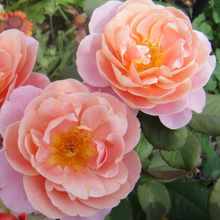 バラ苗　　接ぎ木大苗　イェローアンブリッジ　超強香　四季咲き 楽天市場】バラ 苗 イングリッシュローズ 【アンブリッジローズ