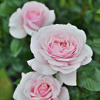 楽天市場】バラ 苗 河本バラ園 【セラフィム (HT) 中大輪 四季咲き】 2