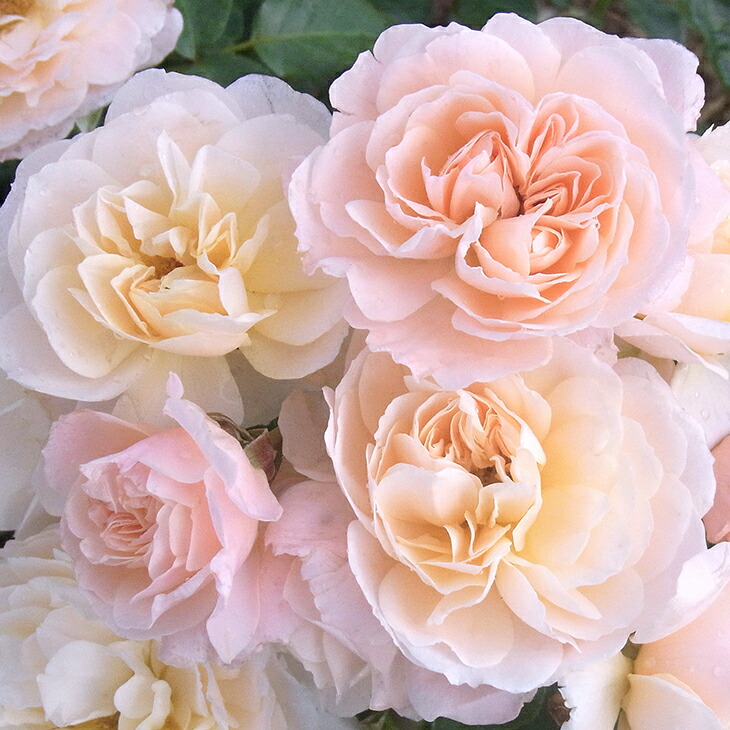 楽天市場】送料無料【シフォナード 6号鉢 秋開花株】鉢植え バラ 薔薇