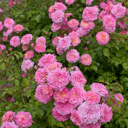 ドリフトローズ ドリフトローズ：ピンクドリフト4号ポット植え の通販 | 園芸ネット