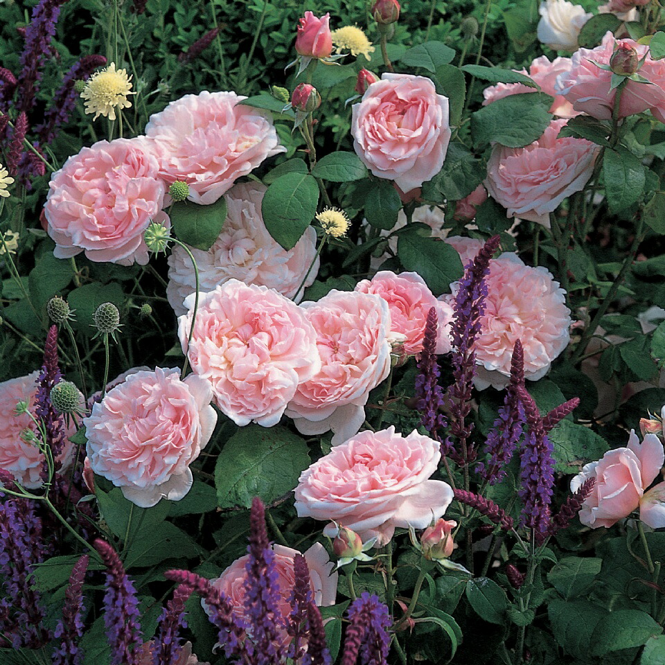 バラ 苗 の イングリッシュローズ エグランタイン 八重 薔薇 多弁 返り咲き 八重 多弁 スタンダード 4年生 接ぎ木 大苗 夏越え養生充実株 薔薇 ローズ バラ の 苗 苗木の専門店 グリーンでｇｏ デビッド オースチンのお勧め品種