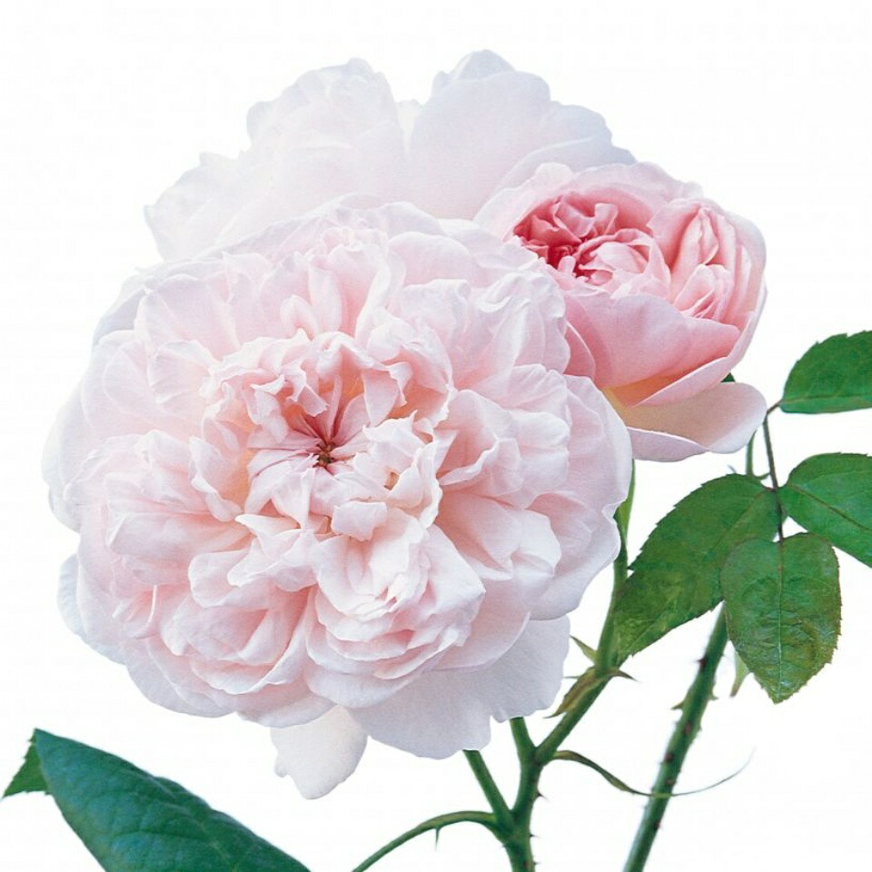 バラ 苗 の イングリッシュローズ エグランタイン 八重 薔薇 多弁 返り咲き 八重 多弁 スタンダード 4年生 接ぎ木 大苗 夏越え養生充実株 薔薇 ローズ バラ の 苗 苗木の専門店 グリーンでｇｏ デビッド オースチンのお勧め品種