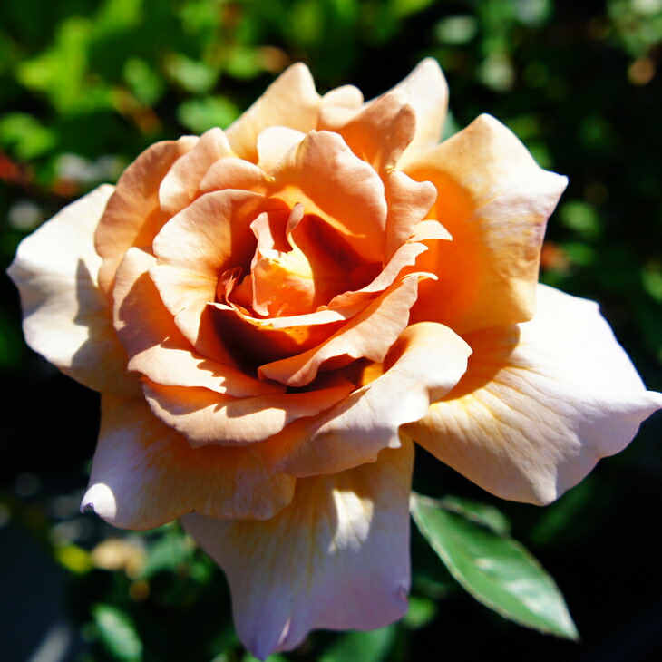 楽天市場】◇開花後強剪定株 花芽なし◇ バラ 苗 【エリナ (HT