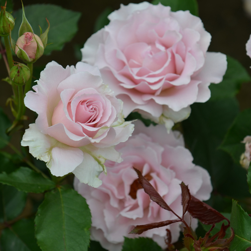 楽天市場 バラ 苗 河本バラ園 ラ マリエ Fl 中輪 四季咲き 2年生 接ぎ木大苗 薔薇 河本バラ園バラ苗 苗木の専門店 グリーンでｇｏ