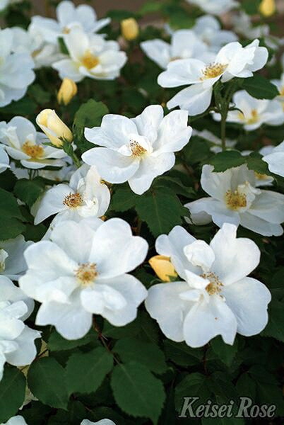 楽天市場】◇開花後強剪定株 花芽なし◇ バラ 苗 京成