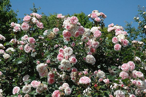 楽天市場 バラ 苗 京成 マリア テレジア Ht 大輪 四季咲き 2年生 接ぎ木大苗 薔薇 ローズ バラ の 苗 京成 バラ 園 苗木の専門店 グリーンでｇｏ