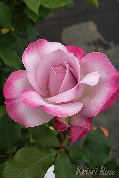 バラ花苗　切花品種　コン　DAウエディングローズ　ER　接ぎ木　大苗 バラ花苗 切花品種 コン DAウエディングローズ ER 接ぎ木 大苗