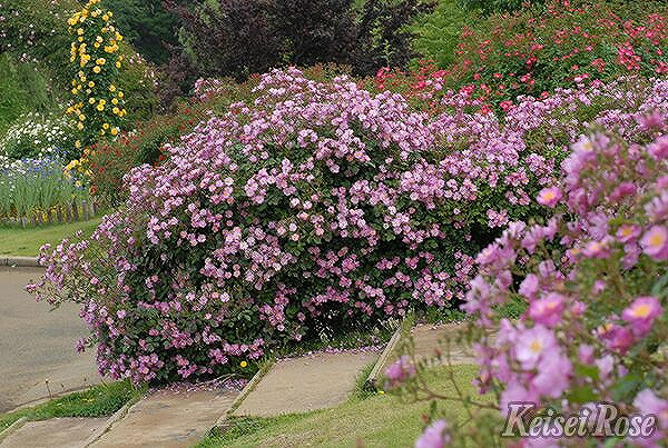 楽天市場 バラ 苗 京成 ラベンダードリーム 修景バラ 四季咲き 2年生 接ぎ木大苗 薔薇 ローズ バラ の 苗 京成 バラ 園 苗木の専門店 グリーンでｇｏ