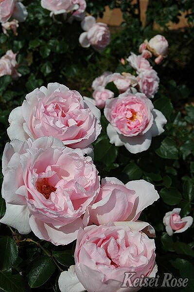 楽天市場 バラ 苗 京成 プチトリアノン Fl 中輪 四季咲き 2年生 接ぎ木大苗 薔薇 ローズ バラ の 苗 京成 バラ 園 苗木の専門店 グリーンでｇｏ