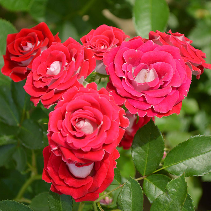 楽天市場】バラ 苗 京成 【るる (FL) 中輪 四季咲き】 2年生