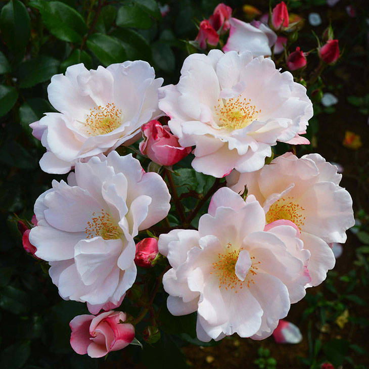 楽天市場】バラ 苗 京成 【真珠貝 (FL) 中輪 四季咲き】 2年生 接ぎ木