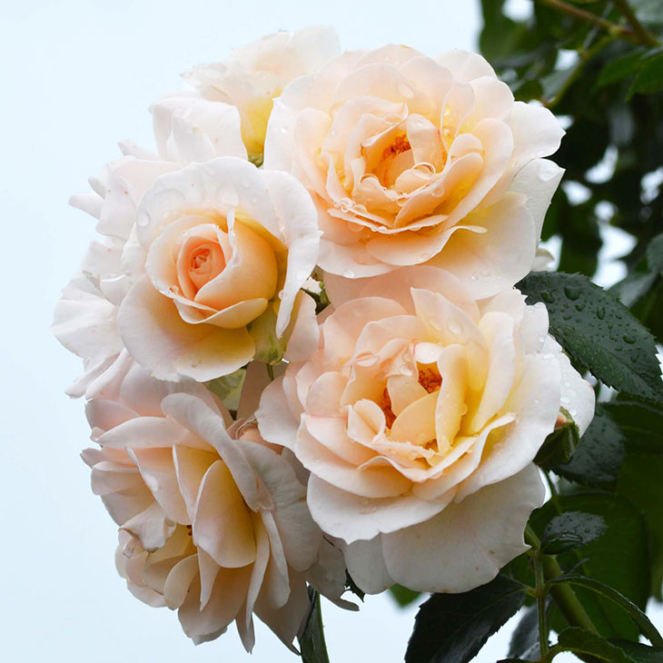楽天市場 バラ 苗 京成 シリウス Cl 中大輪 返り咲き 2年生 接ぎ木大苗 薔薇 ローズ バラ の 苗 京成 バラ 園 苗木の専門店 グリーンでｇｏ