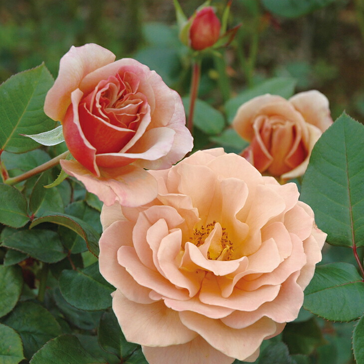 楽天市場】◇開花後強剪定株 花芽なし◇ バラ苗 【カフェ (FL) 中輪