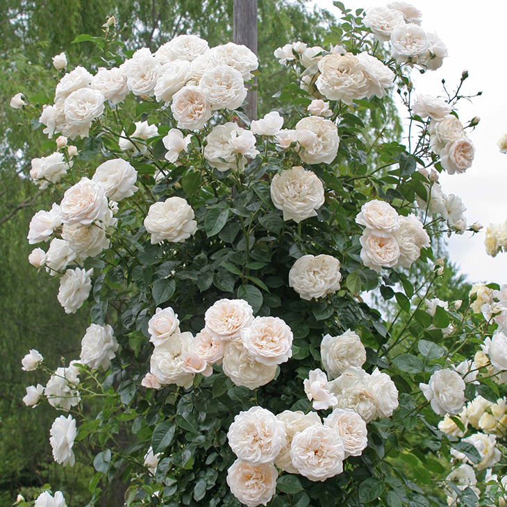 和バラニ苗 バラ苗 ジェントルハーマイオニー (大苗) シュラブ 返り咲き 中