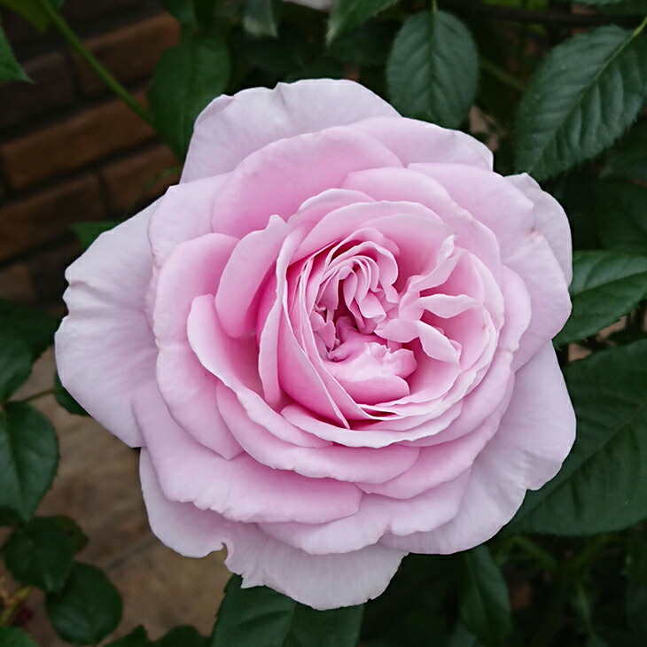 ☆ごりみえ☆ラベンダー白檀すみれ聖なる薔薇　夏セール適用°˖✧ 2023年10月〜着用 ラベンダーコスチューム