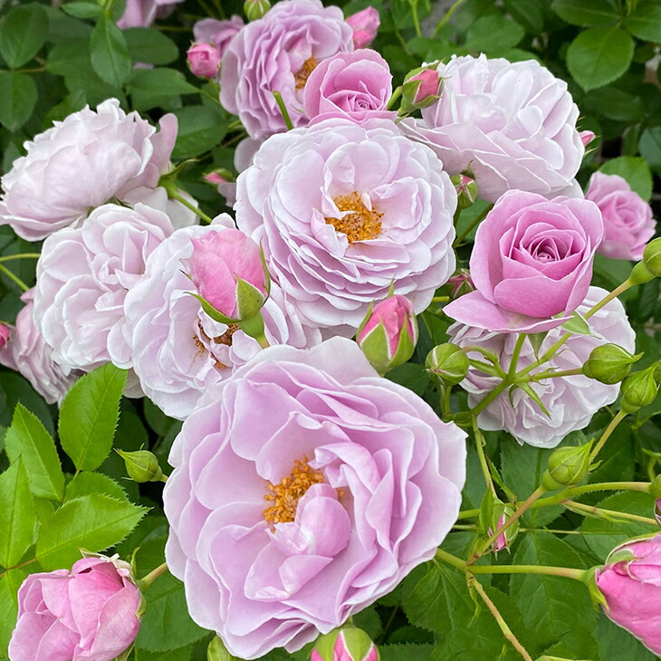 楽天市場】バラ 苗 京成 【ビンゴメイディランド (CL) 四季咲き】 2