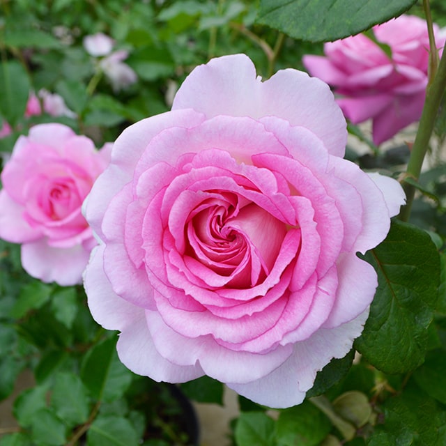 楽天市場】バラ苗 京成 【恋いづな （FL） ［登録品種］ 中輪 四季咲き