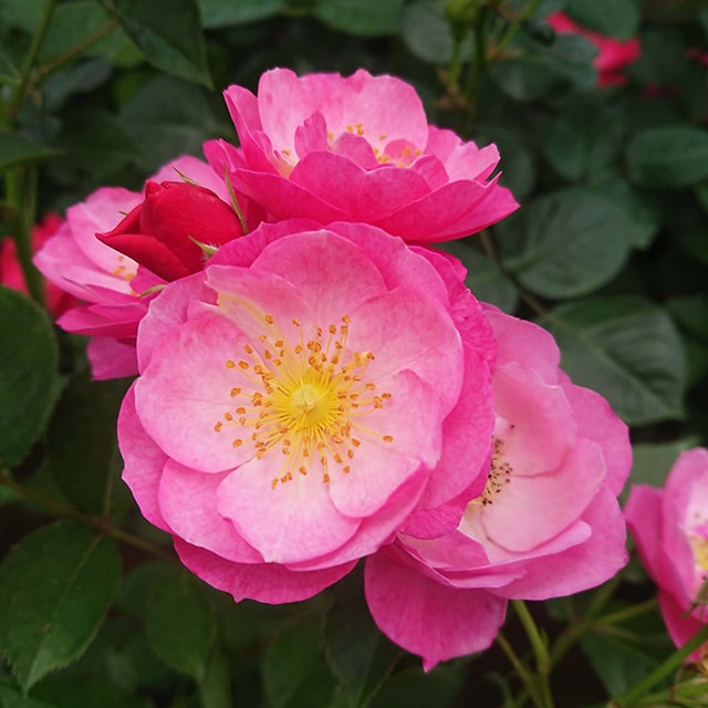 切り花品種バラ苗 レアバラ 大苗VICTORIAN CLASSI♡ Rose 切り花品種