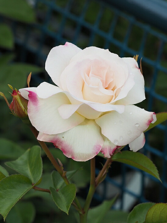 絶品　薔薇開花苗 四季咲きバラ大苗 晴世 Herb&Rose バラ苗販売 商品詳細 Herb＆Rose