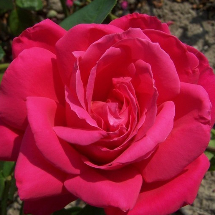 楽天市場】◇開花後強剪定株 花芽なし◇ バラ 苗 【エリナ (HT