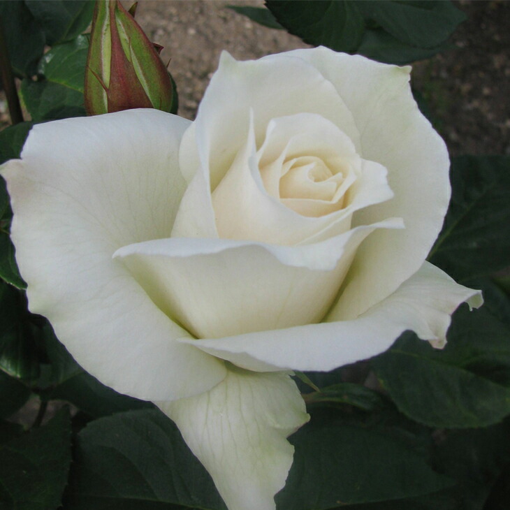 楽天市場】[楽天市場店限定価格] ◇グリゴー スーパーSALE◇ バラ苗