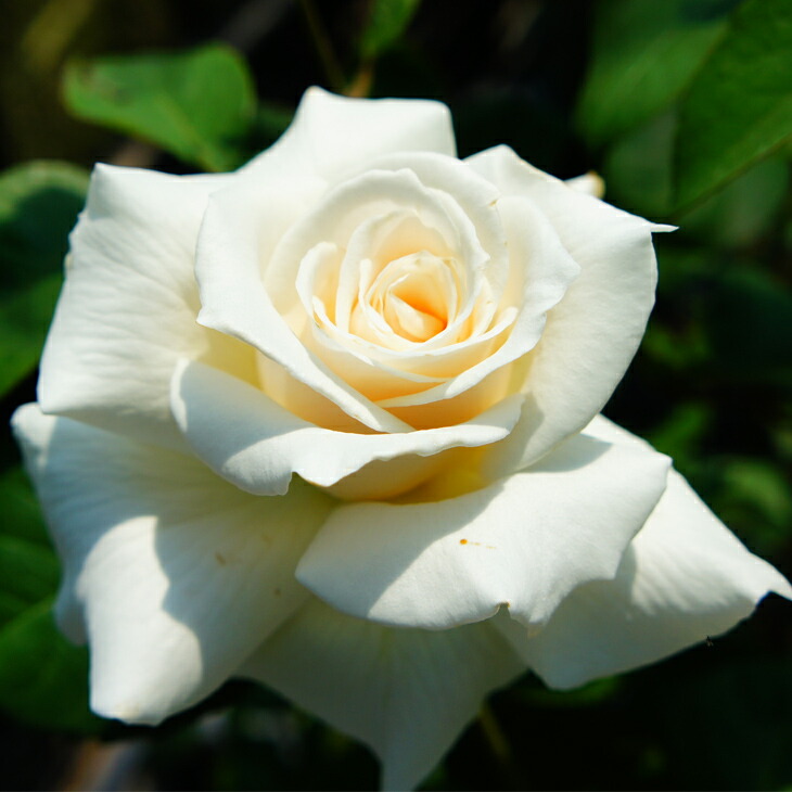 和バラ 和薔薇 はいから 赤 バラ苗 強香 大苗 接木 接木苗 切り花