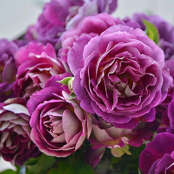 楽天市場】バラ 苗 ロサオリエンティス 【ピルエット (FL) ［登録品種