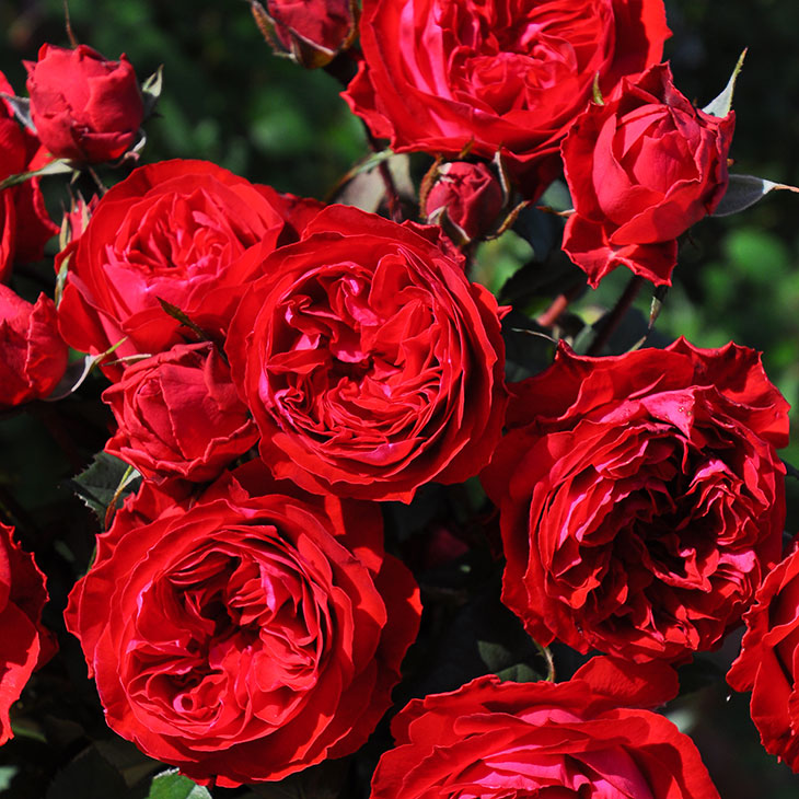 楽天市場】送料無料【マイローズ 6号鉢 秋開花株】鉢植え バラ 薔薇