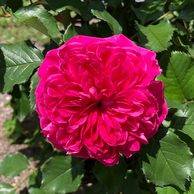 楽天市場】◇開花後強剪定株 花芽なし◇ バラ 苗 【ロサルブリ