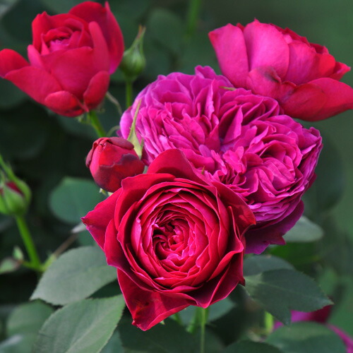 楽天市場】バラ 苗 ロサオリエンティス 【ピルエット (FL) ［登録品種